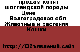 продам котят шотландской породы › Цена ­ 1 000 - Волгоградская обл. Животные и растения » Кошки   